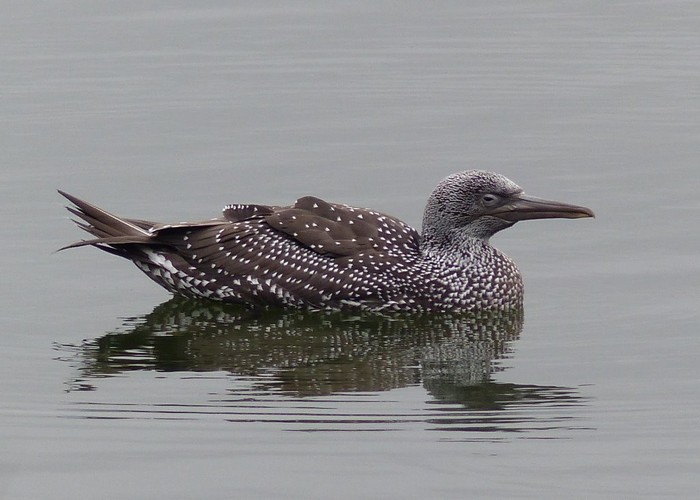 Gannet