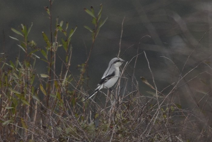Great Grey Shrike