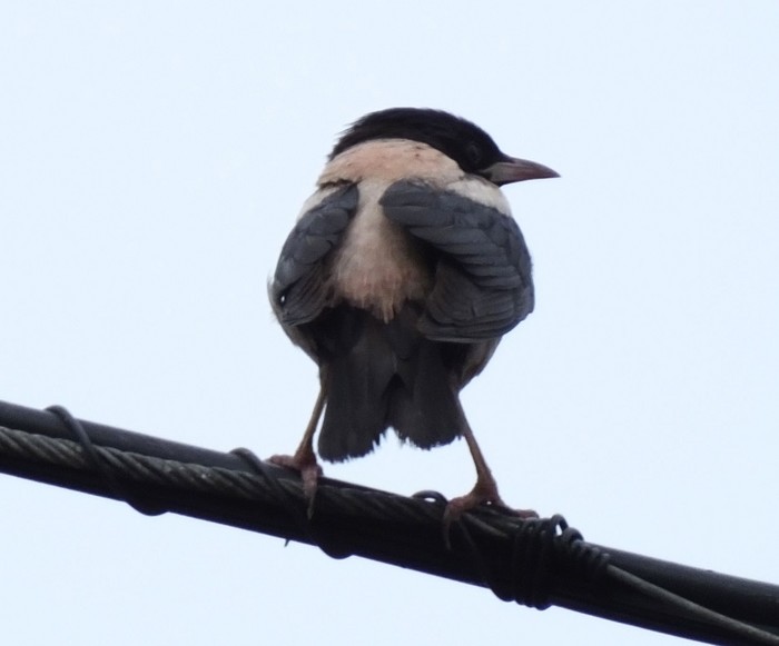 Rose-coloured Starling