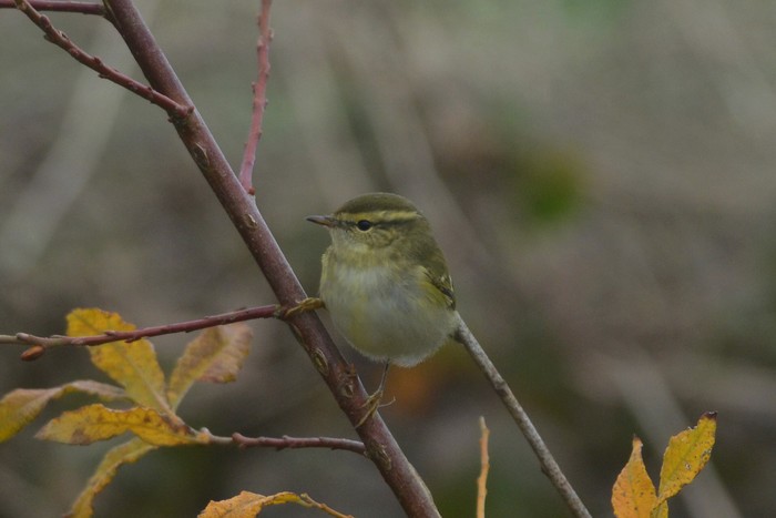 Yellow-browed Warbler