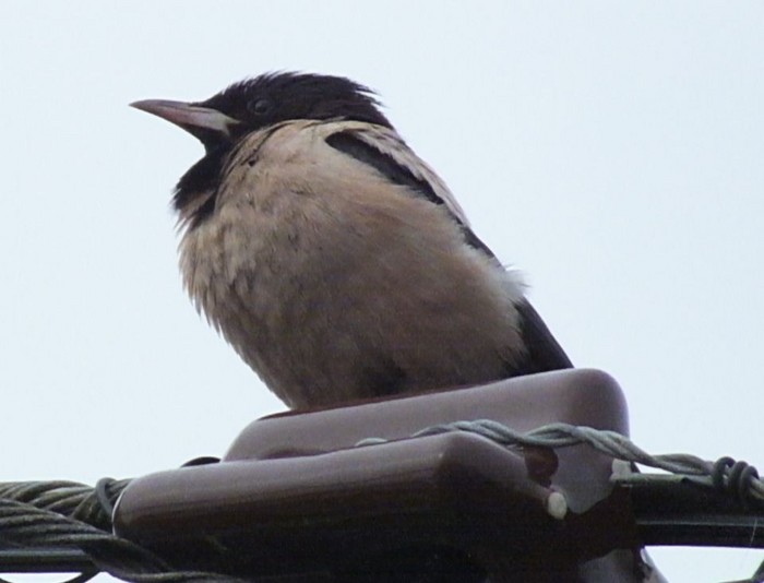 Rose-coloured Starling