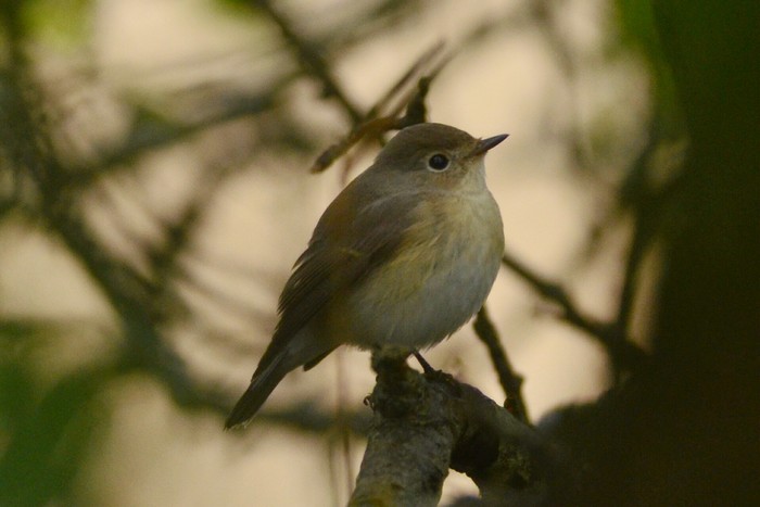 Red-breasted Flycatcher