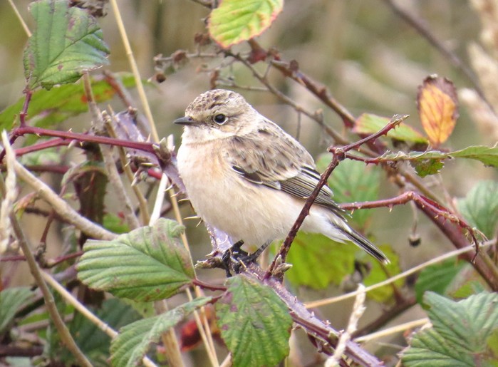 Siberian Stonechat