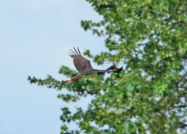 Black Stork