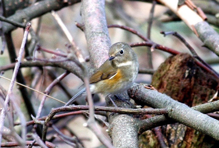 Red-flanked Bluetail