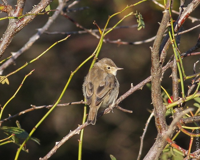 Booted Warbler