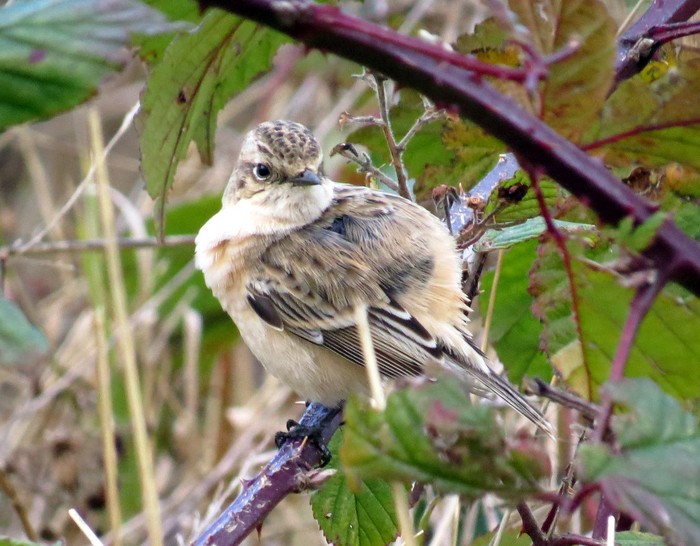 Siberian Stonechat