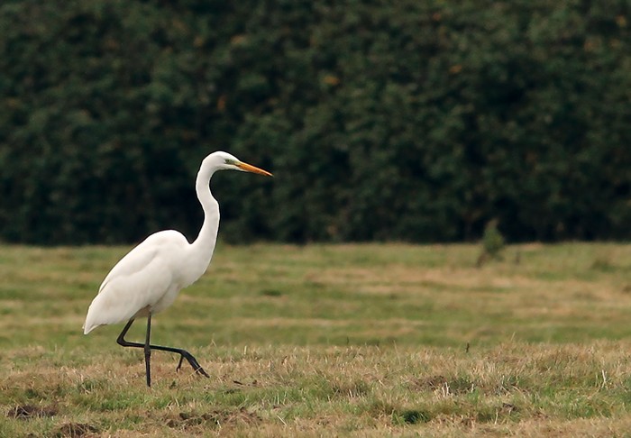 Great White Egret