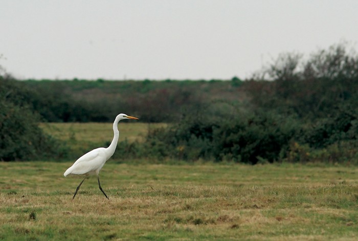 Great White Egret