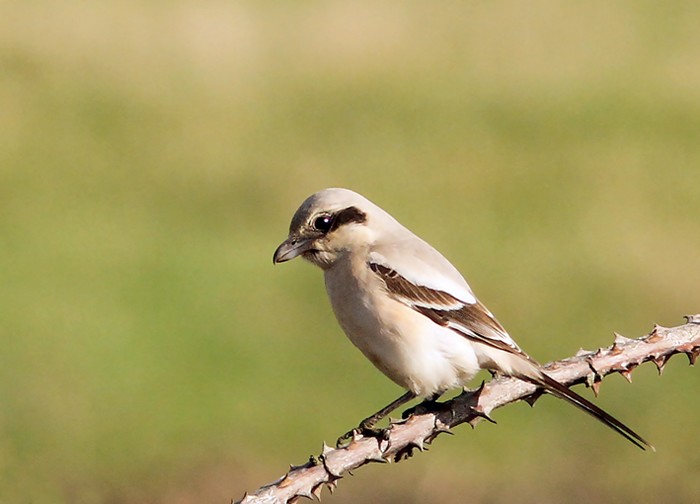 Steppe Grey Shrike