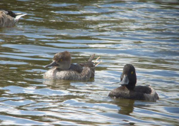 Hooded Merganser