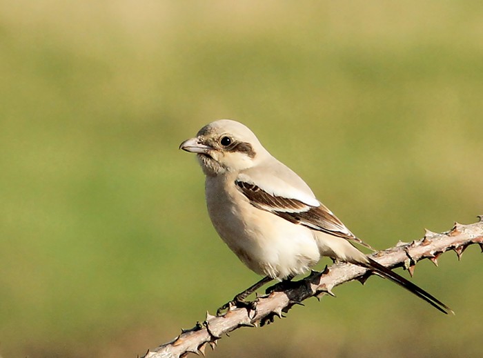 Steppe Grey Shrike