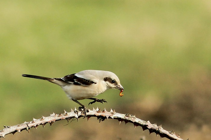 Steppe Grey Shrike
