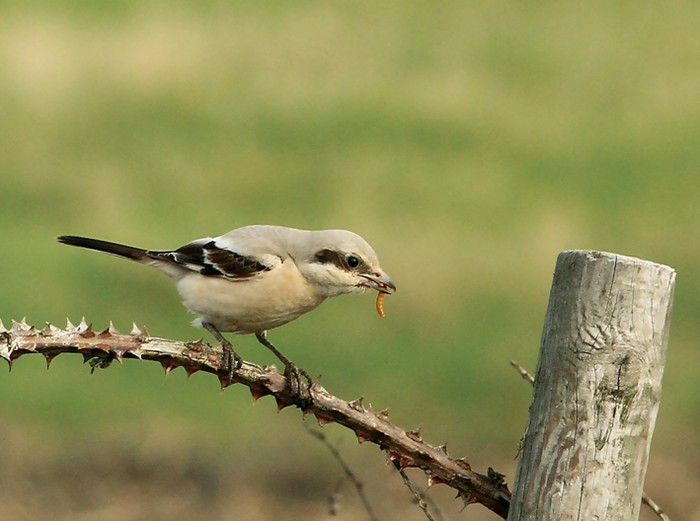Steppe Grey Shrike