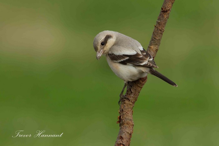 Steppe Grey Shrike