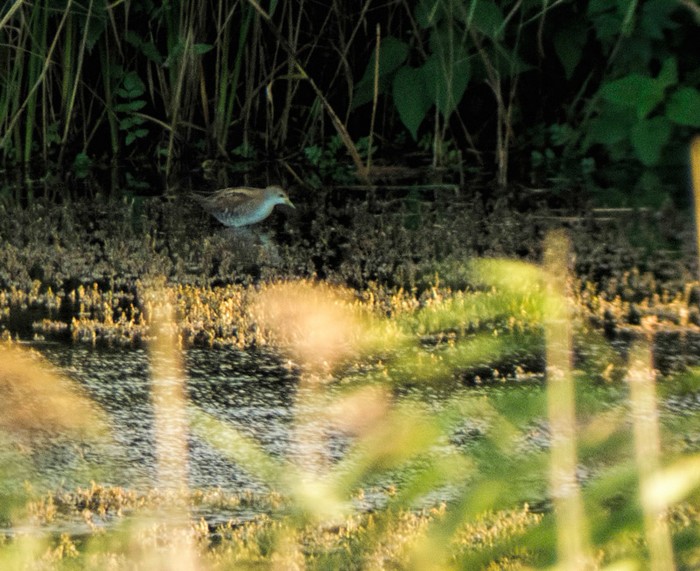 Little Crake
