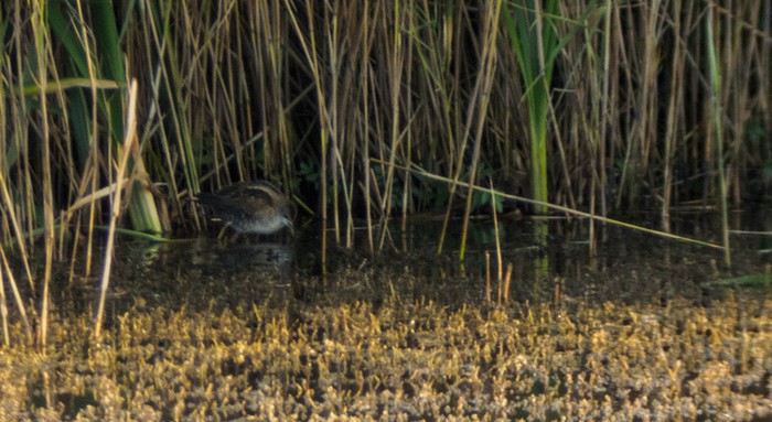 Little Crake