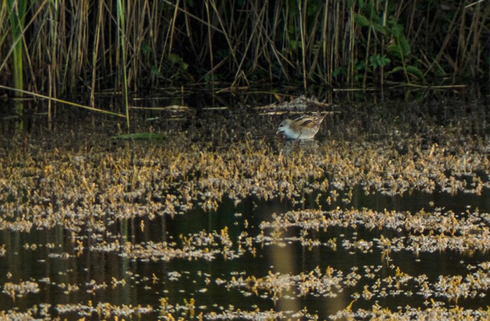 Little Crake