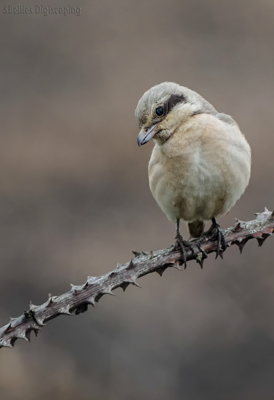 Steppe Grey Shrike
