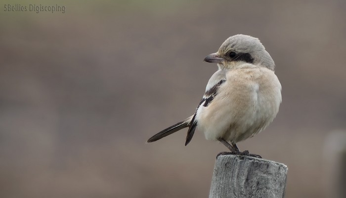 Steppe Grey Shrike