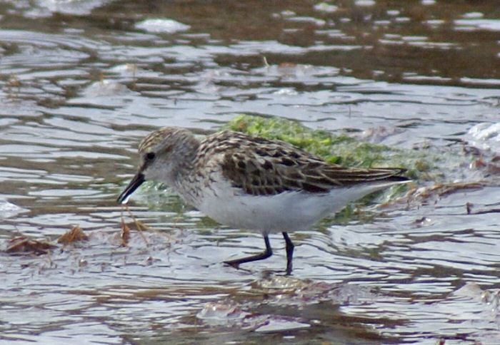 Semipalmated Sandpiper