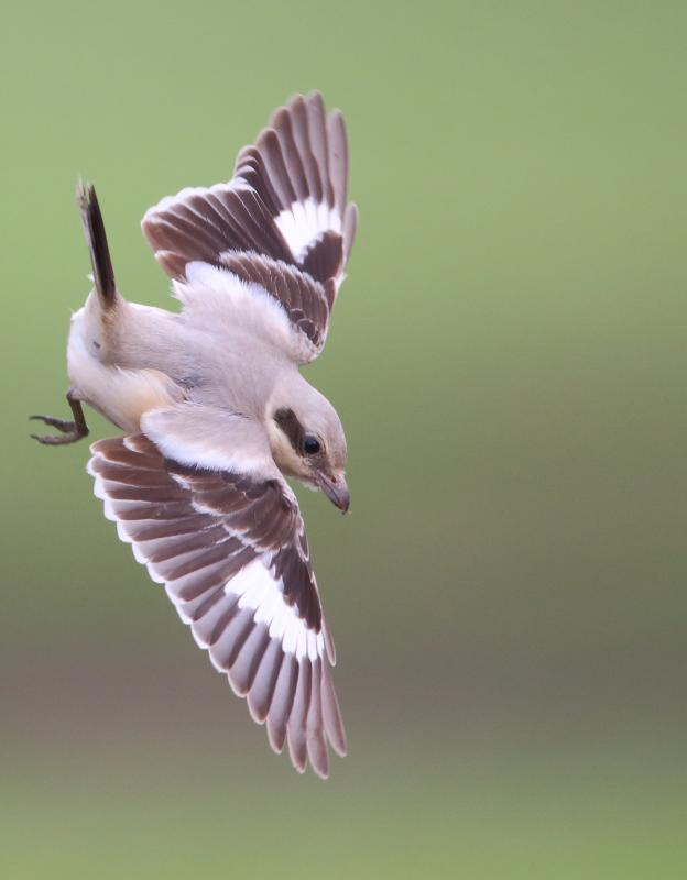 Steppe Grey Shrike