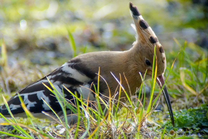 Hoopoe