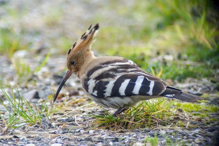 Hoopoe
