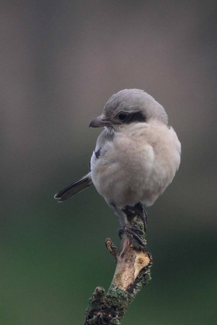 Steppe Grey Shrike