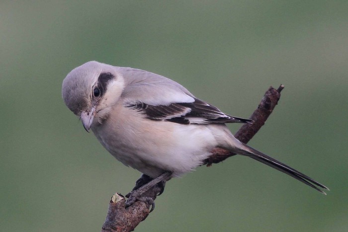 Steppe Grey Shrike