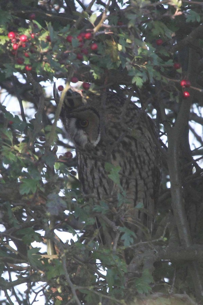 Long-eared Owl