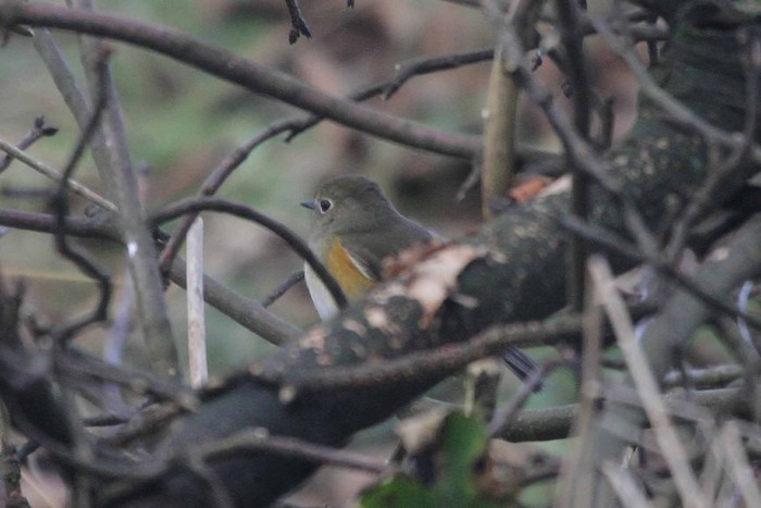 Red-flanked Bluetail