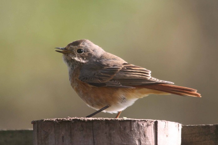 Redstart