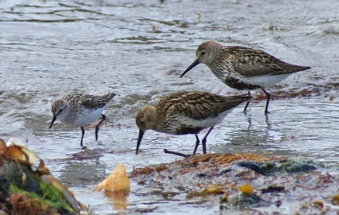 Semipalmated Sandpiper