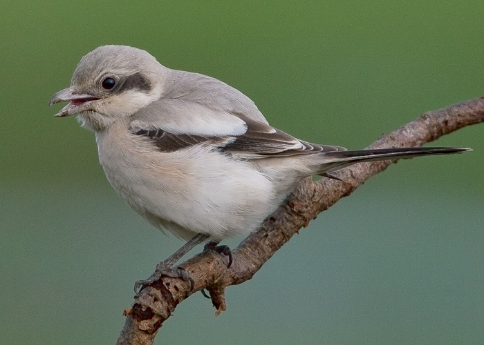 Steppe Grey Shrike