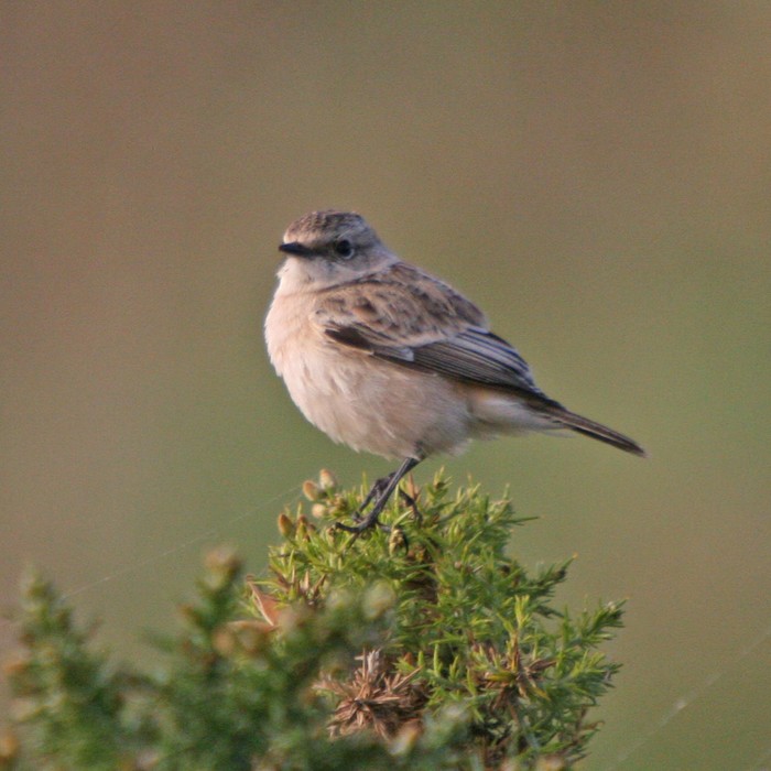 Siberian Stonechat