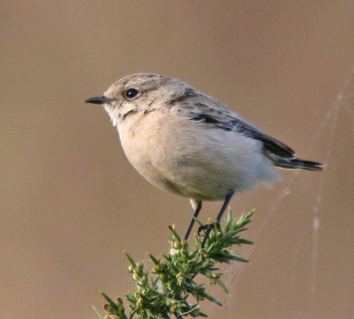 Siberian Stonechat