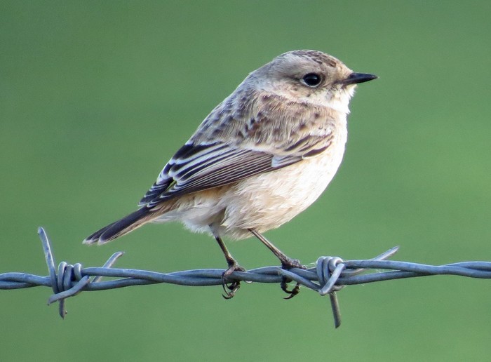 Siberian Stonechat