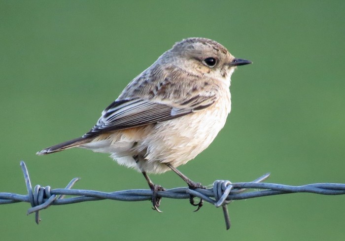 Siberian Stonechat