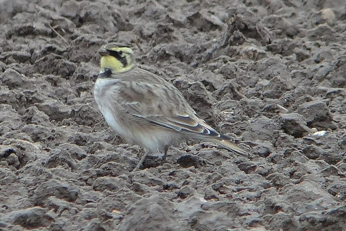 Shorelark