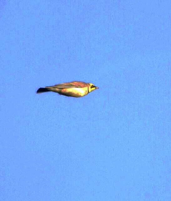 Shorelark
