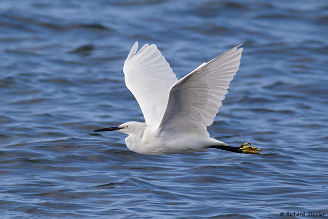 Little Egret