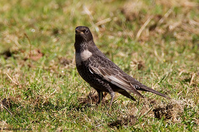 Ring Ouzel