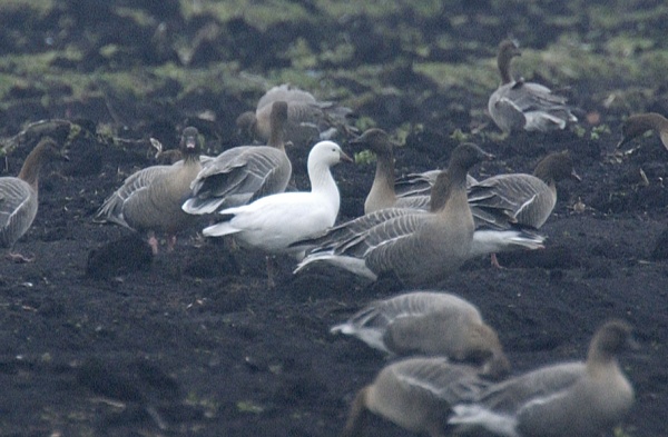 Ross's Goose