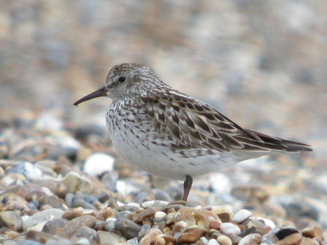 White-rumped Sandpiper