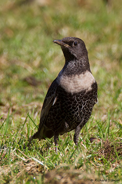Ring Ouzel