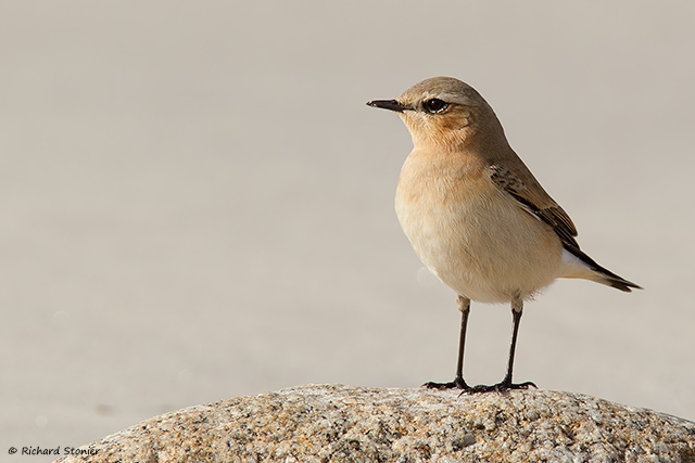 Wheatear