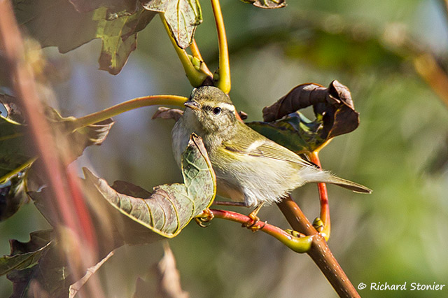 Yellow-browed Warbler