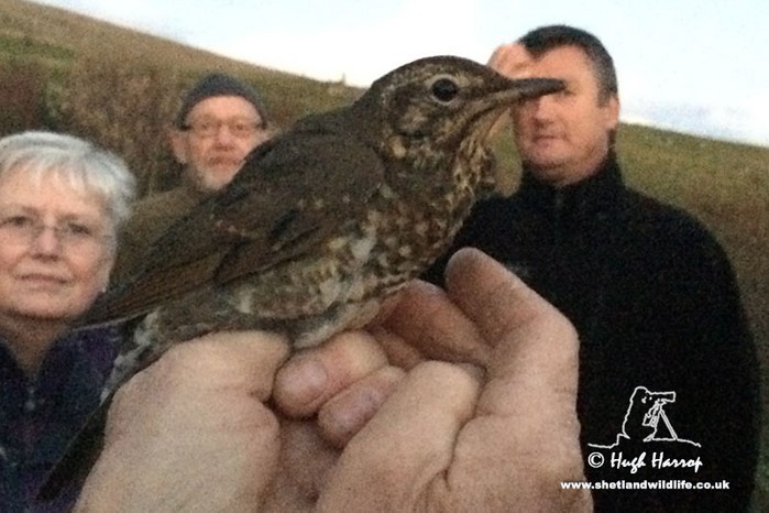 Siberian Thrush