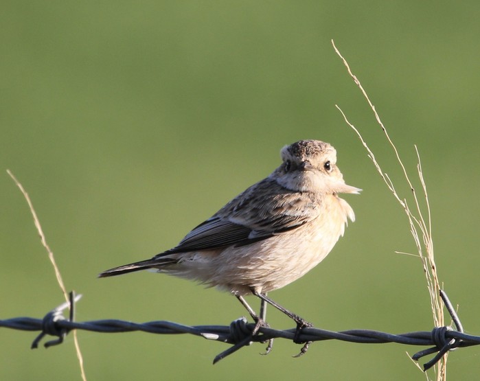 Siberian Stonechat